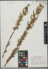 Foto von Salix triandra L. x Salix viminalis L.